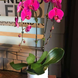 Pink orchid plant in a white pot