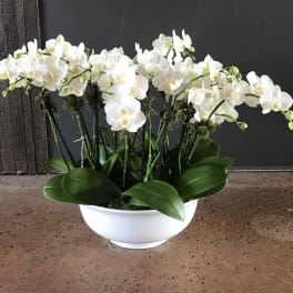 White orchid arrangement in a white bowl planter