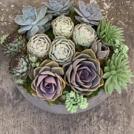 Round succulent arrangement in a shallow gray planter
