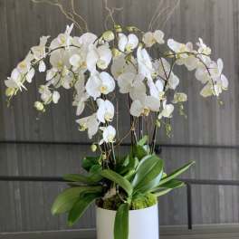 White orchids in a white pot with broad green leaves