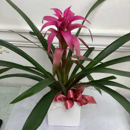 Pink Bromeliad