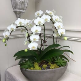 White orchids arranged in a shallow gray bowl with succulents