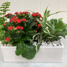 Red kalanchoe and mixed foliage in a white rectangular planter