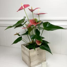 Pink anthurium plant in a wooden cube planter