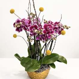 Maison d’Or Orchid Collection