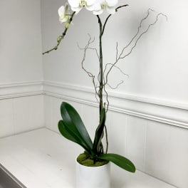 White orchid plant in a white pot with decorative branches