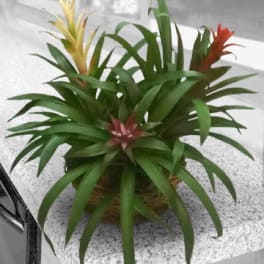 Potted bromeliad plant with green leaves and red and yellow blooms
