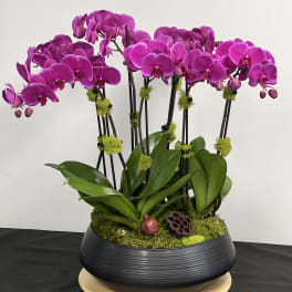 Magenta orchid plant arrangement in a black bowl planter
