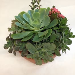 Potted succulent arrangement with pink blooms in a terracotta bowl