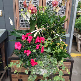 Potted orchid and azalea arrangement with trailing ivy