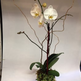 Snow White Orchid (Pre-order)