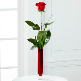Single red rose in a tall red glass vase