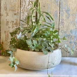 Mixed potted houseplants in a white ceramic bowl