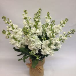 White flower arrangement in a burlap-wrapped vase