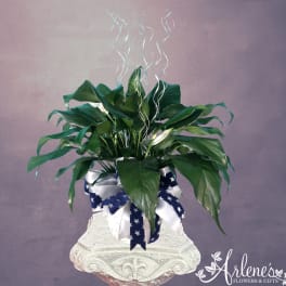 Potted peace lily with white blooms and a blue-and-white ribbon
