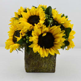 Sunflower arrangement in a square vase