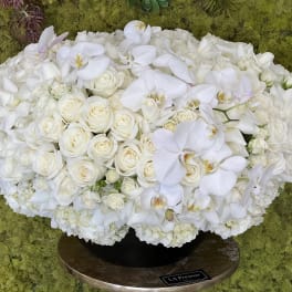 Royal White