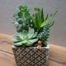 Small succulent arrangement in a patterned square pot with a tiny lion figurine
