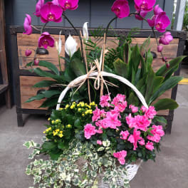 Basket of pink orchids, white peace lilies, and pink flowers with trailing ivy