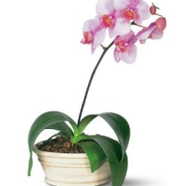 Pink orchid plant in a cream pot
