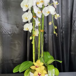 White orchids and yellow orchids in a white pot