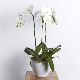 White orchid plant in a white pot on a wooden surface