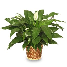 Potted peace lily plant in a woven basket