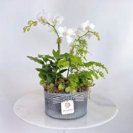 White orchids arranged in a striped tin container with green foliage.