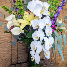 Cascading Orchids