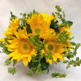 Bouquet of yellow sunflowers with green filler in a dark vase