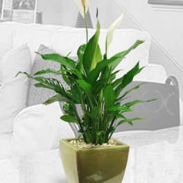 Potted peace lily with white blooms in a square ceramic planter