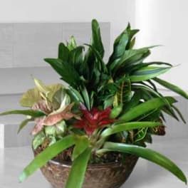 Potted tropical plant arrangement with red and variegated foliage in a bowl planter