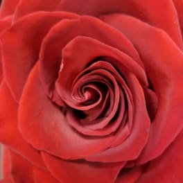 Close-up of a single red rose bloom