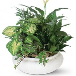 Mixed green houseplants in a white bowl planter
