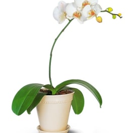 White orchid plant in a beige pot with a saucer
