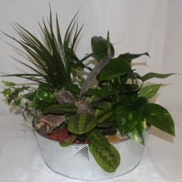 Potted tropical plant arrangement in a white container