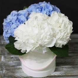 Blue and white hydrangea arrangement in a round white box