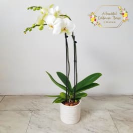Beautiful Phalaenopsis Orchid in ceramic vessel
