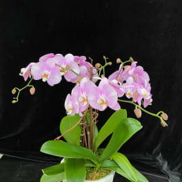 Pink orchid plant in a white pot with broad green leaves
