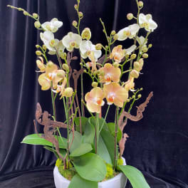 White and peach orchids in a white ceramic pot