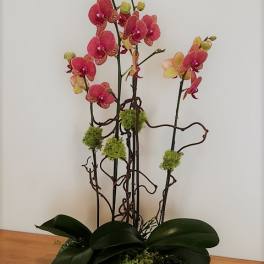 Pink orchids in a low red container with dark green leaves