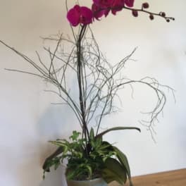 Tall orchid arrangement in a gray pot with curly branches