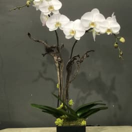 White orchid arrangement in a black square planter