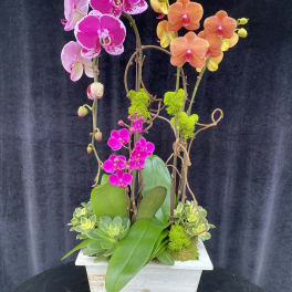 Orchid arrangement in a white planter with pink, orange, and purple blooms
