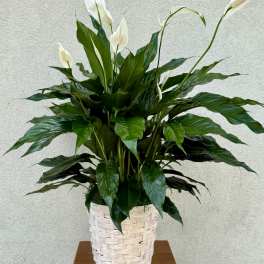 Peace Lily
