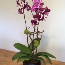 Potted purple orchids in a black container