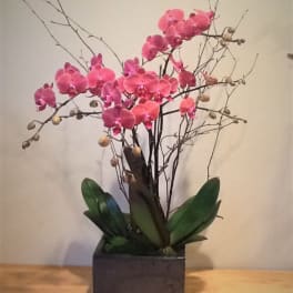 Pink orchid arrangement in a square black planter