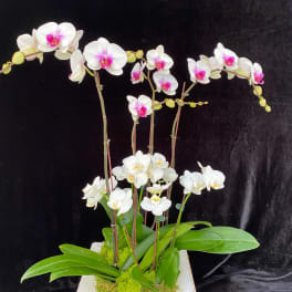 White orchids with pink centers arranged in a white planter