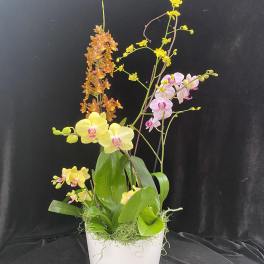 Potted orchid arrangement with yellow, pink, and orange blooms in a white container