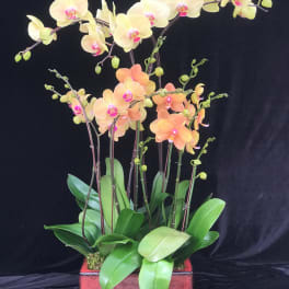 Potted orchid arrangement with pale yellow and peach blooms in a red square container